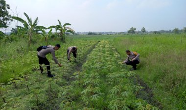 Polresta-Sidoarjo-|-Polsek-Krembung-Dukung-Ketahanan-Pangan-Bergizi-Melalui-Penanaman